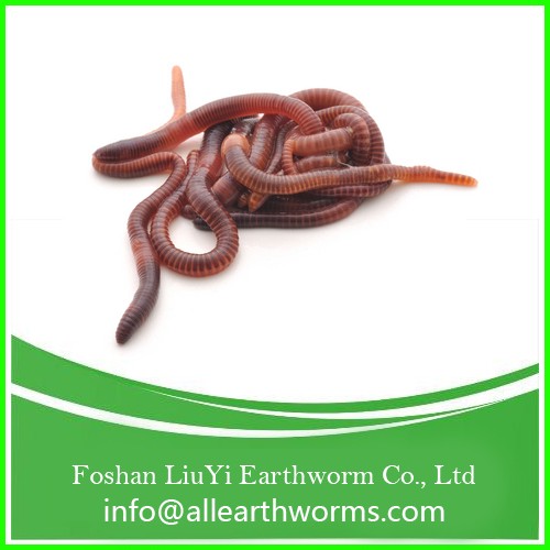 what is protein powder made of worms